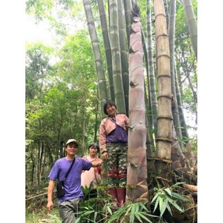 เมล็ดพันธุ์ ไผ่หน่อยักษ์ (Giant bamboo) บรรจุ 10 เมล็ด ลำต้นใหญ่ หน่อใหญ่ รัปประทานนำไปทำอาหารได้ นิ