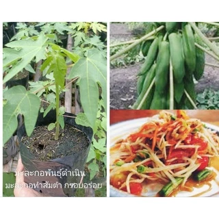 ต้นมะละกอพันธุ์ดำเนินทำส้มตำกรอบอร่อยในถุงชำ