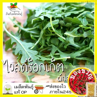 เมล็ดอวบอ้วนเมล็ดพันธุ์ ไวลด์ร็อกเก็ต 400เมล็ด Wild Rocket Seed เมล็ดพันธุ์แท้100%นำเข้าจากต่างประเทศ ปลูกผัก สวนครัว ถู