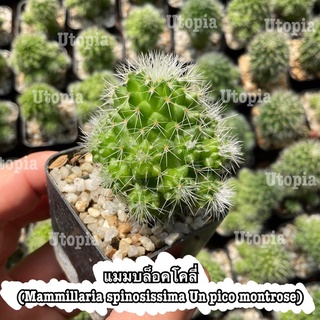 แมมบล็อคโคลี่ *มีหน่อทุกต้น 🥦- Mammillaria spinosissima Un pico montrose กระบองเพชร แคคตัส cactus