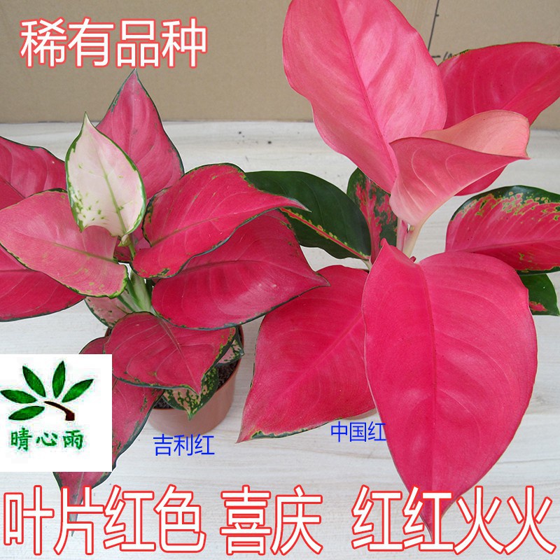 50pcs1 package///Ruyi queen flower seed potted plant seed auspicious