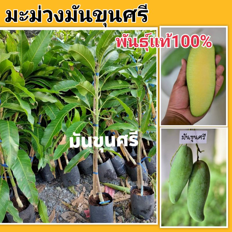 ต้นมะม่วงมันขุนศรี พันธุ์100% กิ่งทาบ ต้นสมบูรณ์แข็งแรง ลงปลูกกลางแจ้งได้เลย