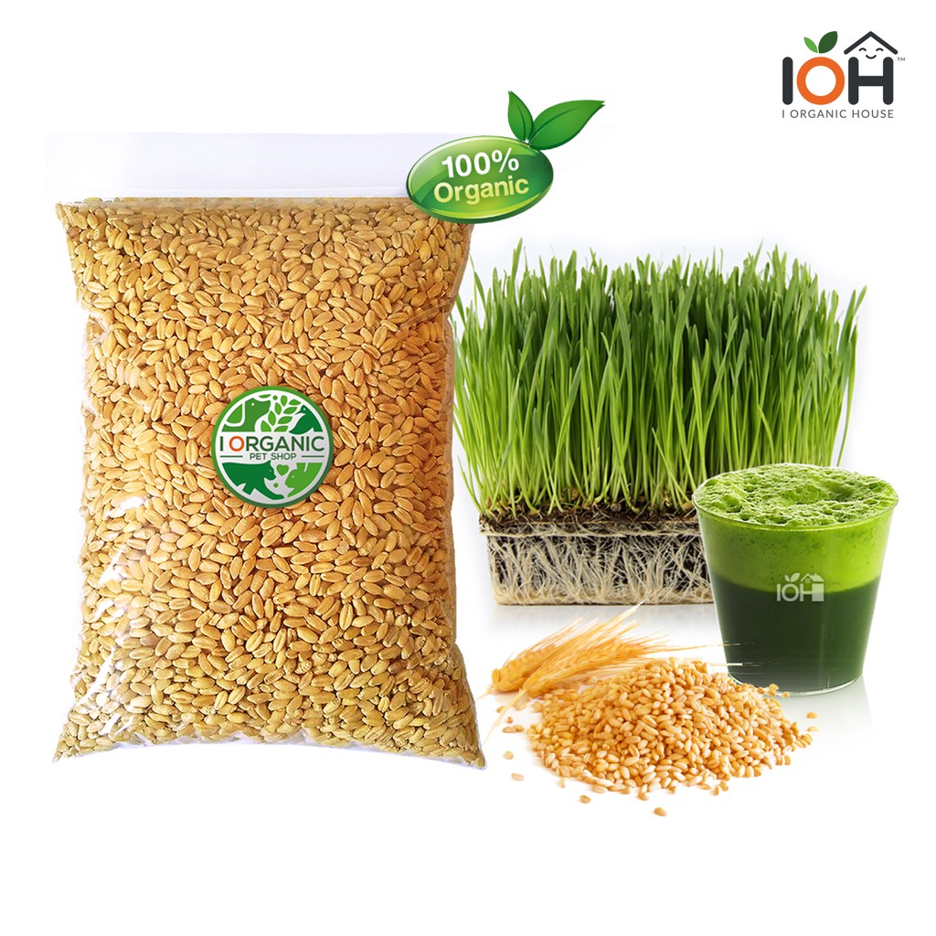 เมล็ดข้าวสาลี (Wheatgrass Seeds) ปลอดสารพิษ คัดเกรดนำเข้า (พร้อมส่ง