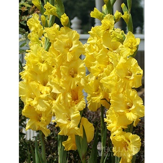 8หัว/ชุด สีเหลือง แกรนดิโอลัส (Gladiolus)หรือดอกซ่อนกลิ่นฝรั่ง เป็นดอกไม้แห่งคำมั่นสัญญา ความรักความผูกพันดอกแห่งรักแท้