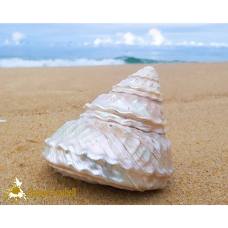 Andaman seashell เปลือกหอย เปลือกหอยนมสาวคลื่น ขัดมุก