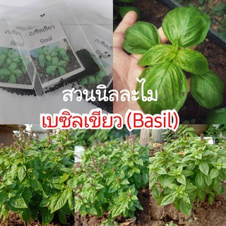 เมล็ดพันธุ์สวีทเบซิล(Sweet Basil) 200เมล็ด/1ซอง (มีบริการเก็บเงินปลายทาง)