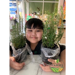 🍃Rosemary โรสแมรี่ แพคคู่ พันธุ์จากโครงการหลวง กลิ่นหอมสดชื่น ใช้ประกอบอาหาร หรือเพาะพันธุ์ (ส่งแบบถุง 4 X8)