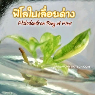 ต้นไม้​ ไม้ด่าง ฟิโลใบเลื่อยด่าง Philodendron​ Ring​ of​ Fire