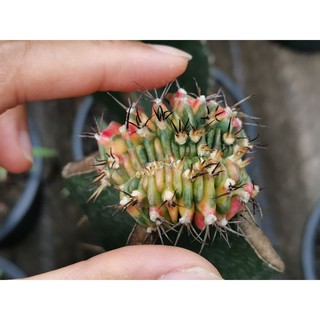 ยิมโนด่างคริส ไม้กราฟ Gymno Cactus แคคตัส กระบองเพชร ไม้อวบน้ำ ไม้กราฟ ราคาถูก​