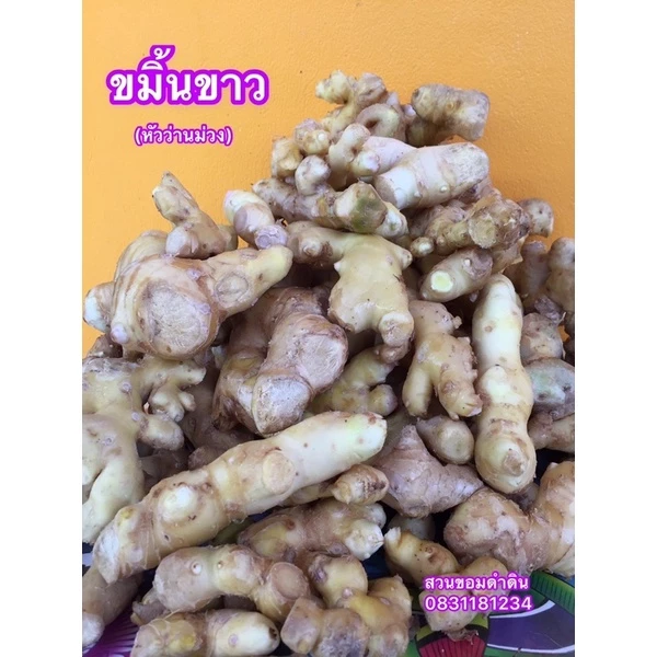 เหง้าขมิ้นขาว/หัวขมิ้นขาว 1 กิโลกรัม