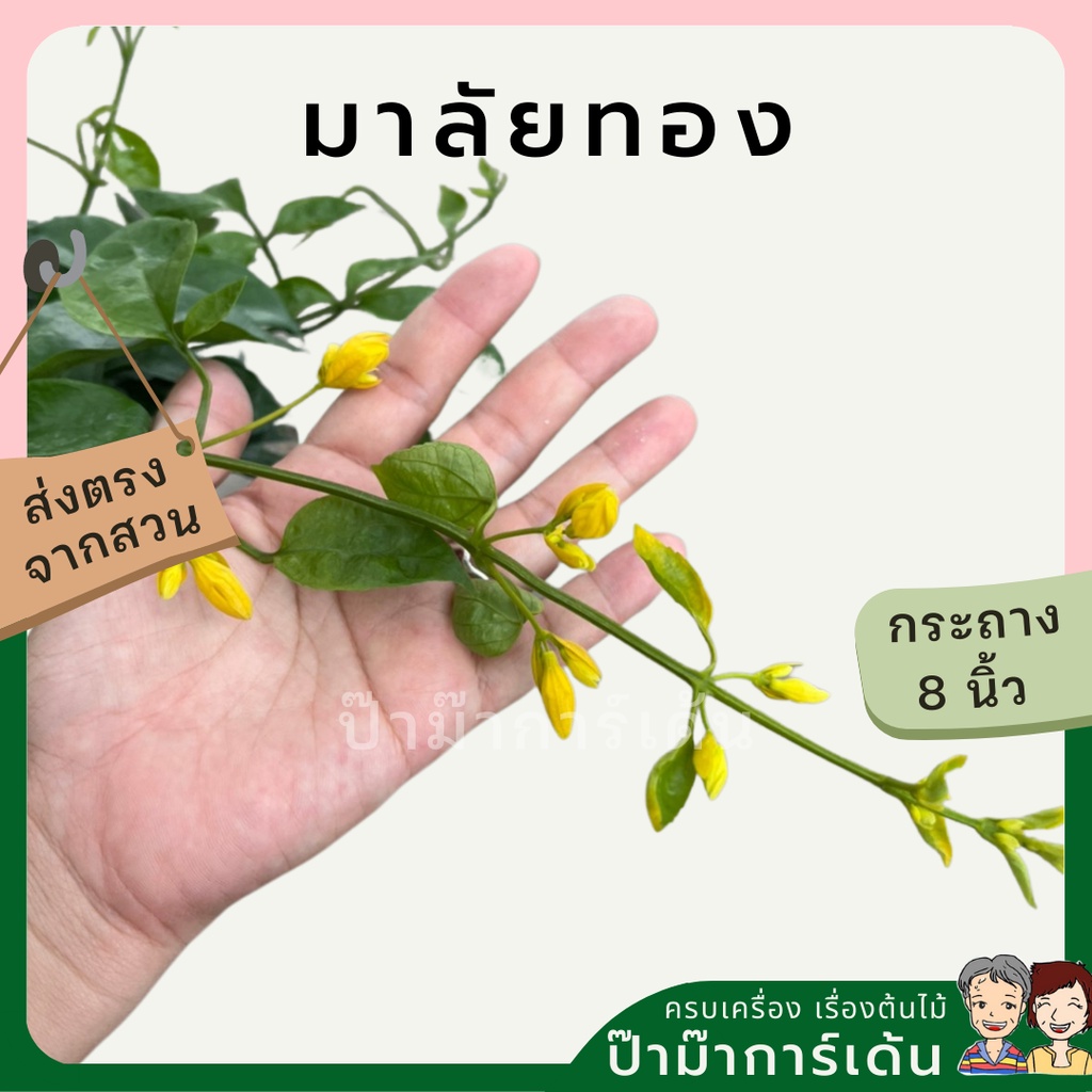 มุมมอง 3