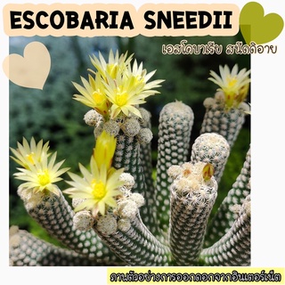 🌵🌻 เอสโคบาเรีย สนีดดิอาย (Escobaria sneedii)🌻🌵 เป็นไม้ฟอร์มกอที่กอแน่น เป็นไม้สะสมที่ต้องมีทุกบ้าน เพราะดอกสวยมาก🌻❣️