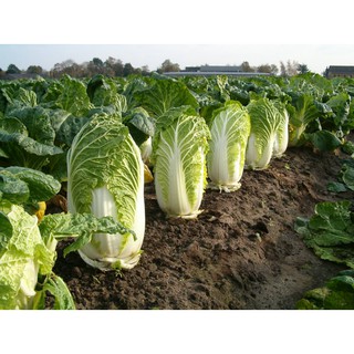 เมล็ด ผักกาดขาวมิชิฮิริ - Michihili Chinese cabbage