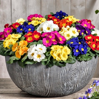 （อัตราการปลูกสูง）100pcs Mixed Color Primula Seeds ไม้กระถางระเบียงสวนออกดอกเย็นบึกบึนปลูกง่าย เมล็ดดอกไม้สวย ต้นไม้มงคล