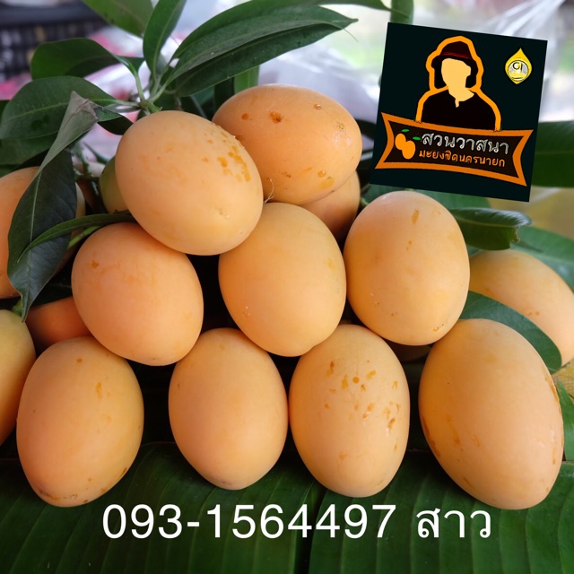 มะยงชิดนครนายก สวนวาสนา 18 - 20 ลูก/กิโลกรัม แท้ อร่อยมากๆ - รูปที่ 4