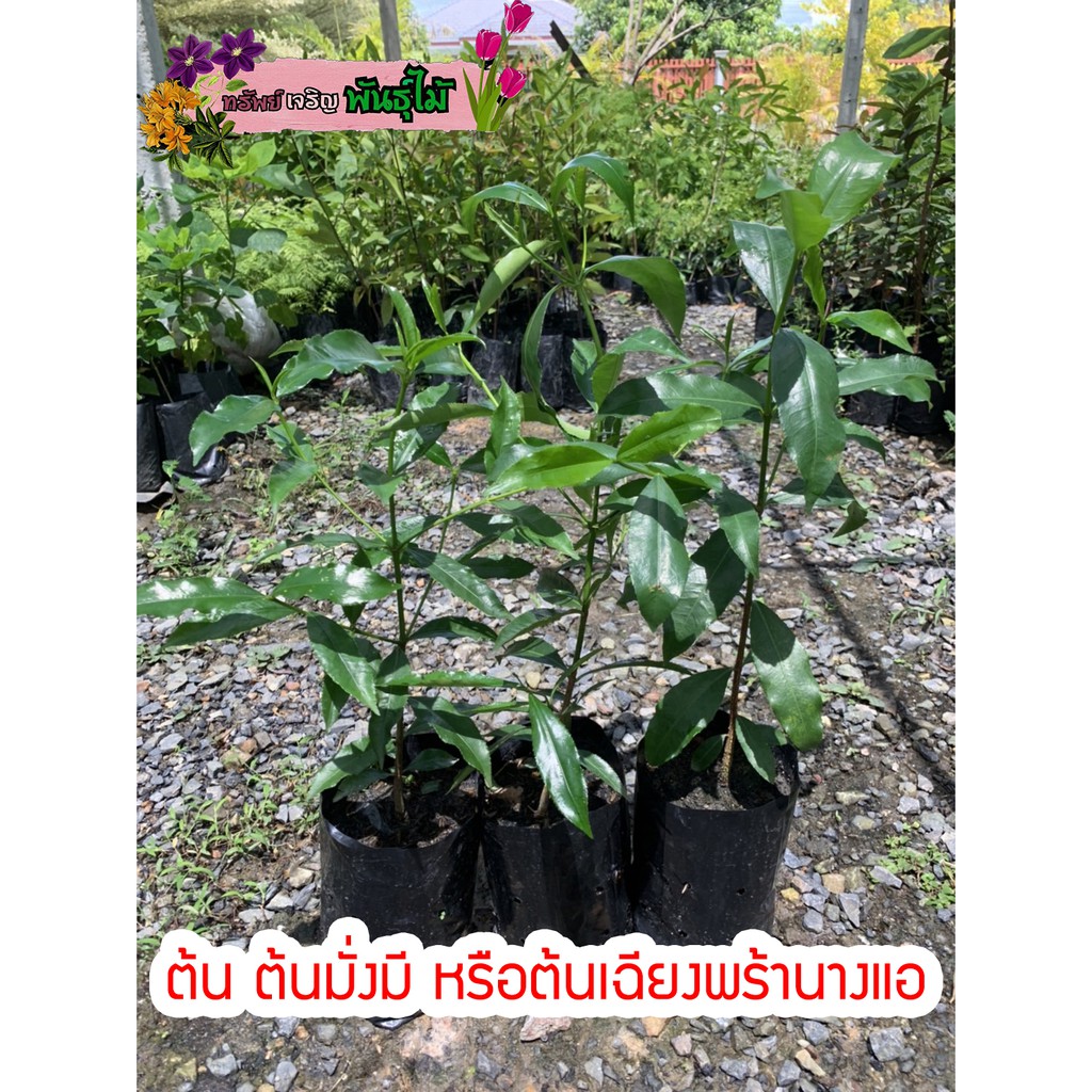 ต้นมั่งมี หรือต้นเฉียงพร้านางแอ สูง 40 cm. ไม้มงคล พร้อมส่งจำนวนมาก
