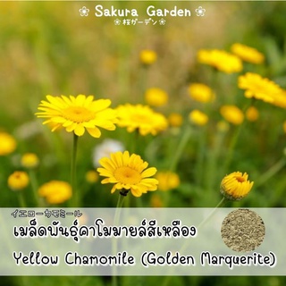 🌼เมล็ดพันธุ์คาโมมายล์สีเหลือง🌼 𝒀𝒆𝒍𝒍𝒐𝒘 𝑪𝒉𝒂𝒎𝒐𝒎𝒊𝒍𝒆/𝑮𝒐𝒍𝒅𝒆𝒏 𝑴𝒂𝒓𝒈𝒖𝒆𝒓𝒊𝒕𝒆