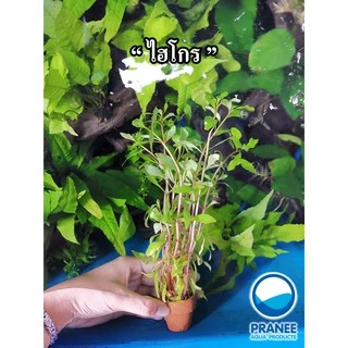 ต้นไม้น้ำคละชนิด *ซื้อ 5 กระถางแถม 2 กระถาง*รวม 7 กระถาง **กรุณาอ่านรายละเอียดก่อนสั่งซื้อแพ็คใส่เจลเย็นไปด้วย**