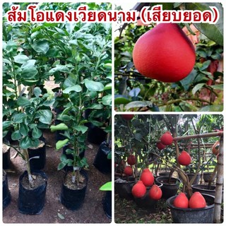 ส้มโอแดงเวียดนาม (เสียบยอด)พันธุ์นำเข้า ต้นสูง 50-60 เซนติเมตร