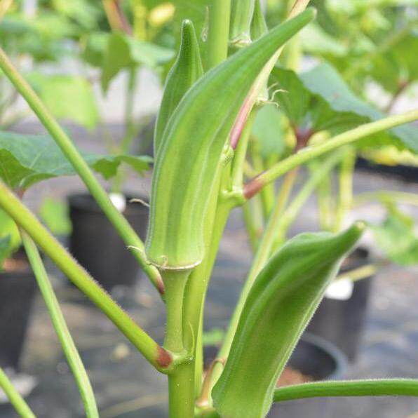 เมล็ดพันธุ์ผัก เมล็ดพันธุ์ กระเจี๊ยบเขียวคิมสัน (Clemson Spineless Okra Seed) บรรจุ 100 เมล็ด คุณภาพ