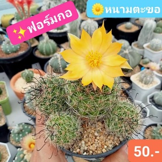 🦄🌼หนามตะขอ ฟอร์มกอ ดอกใหญ่สีเหลือง 🌵แคคตัสเลี้ยงง่าย โตไว ออกหน่อเก่ง