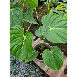 Philodendron Mcdowell 🍃🍃
