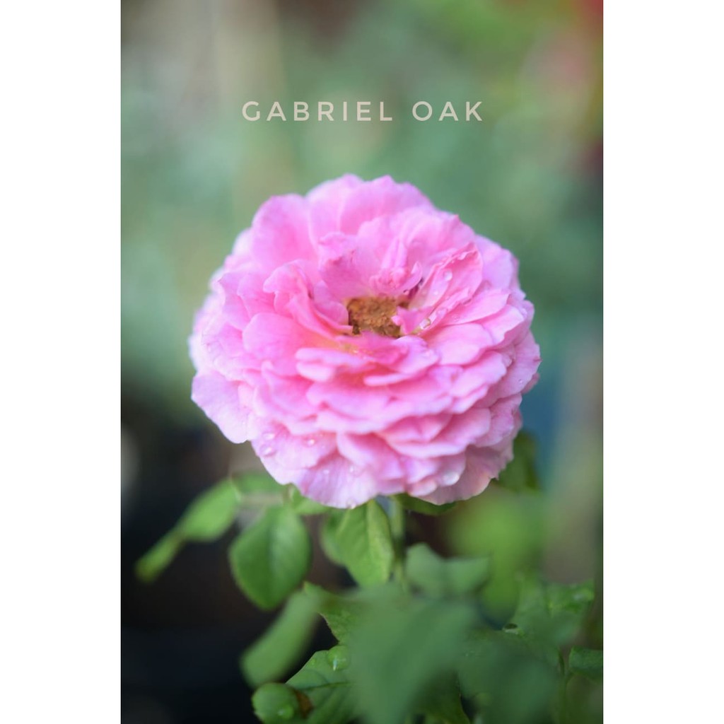 ต้นกุหลาบ Gabriel Oak ไม้จากอังกฤษ ให้ดอกสีชมพูเข้ม กลิ่นหอมมากกก