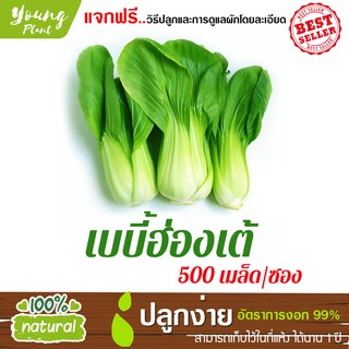 เมล็ดเบบี้ฮ่องเต้ 500เมล็ด อัตราการงอก95% (แถมฟรี!!! เมล็ดผักกวางตุ้ง500 เม็ด)