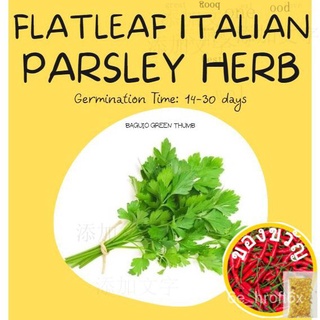 PARSLEY Flat Italian Seeds kintsay (approx 370s) คื่นฉ่าย/เมล็ด/เด็ก/ผักกาดหอม/แอปเปิ้ล/ดอกไม้/กระโปรง/ผักชี/บ้านและสวน/