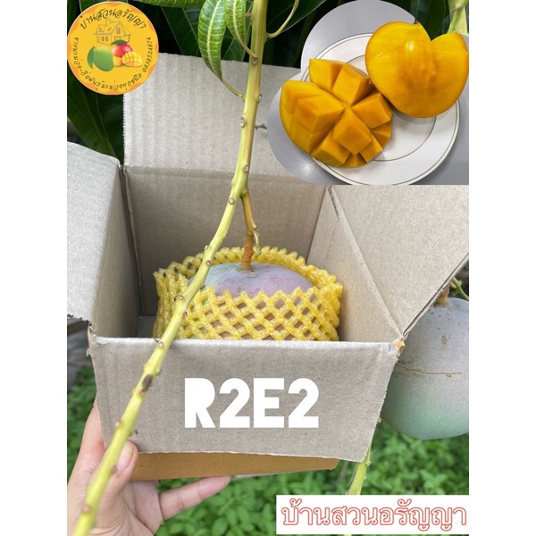 มะม่วงR2E2 เกรดส่งออก จากสวนบ้านอรัญญา