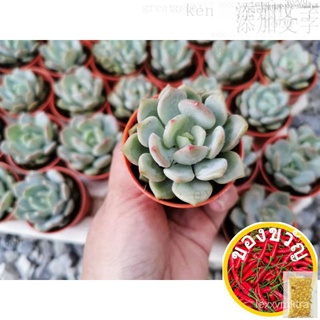 [NEW ARRIVAL ¦Readystock] Buy10free1พีชสีเขียวGraptoveriaA Grimm One Mini Succulent OfficeTablePlantRealLivePlantสปอตพ