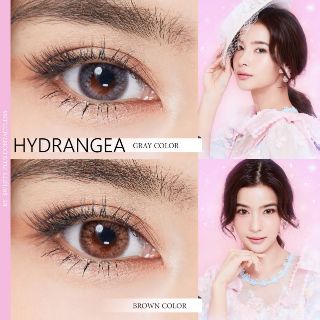 Hydrangea eff.15 | Sweety plus