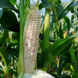 ชุดข้าวโพด 🌽เมล็ดพันธุ์ข้าวโพดทุกสายพันธุ์🌽 2-20 เมล็ด ปลูกง่าย 🚜พันธุ์แท้🚜 ผลผลิตเร็ว ราคาถูก 9บ. [10 แถม1คละได้]