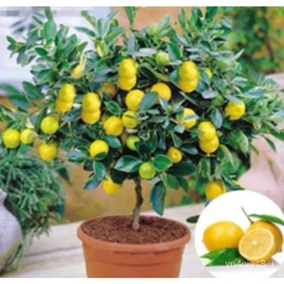 （อัตราการปลูกสูง）พร้อมสต็อกประเทศไทย 20Pcs Rare Lemon Tree Indoor Outdoor Available Heirloom Garden Fruit Seeds Flower S