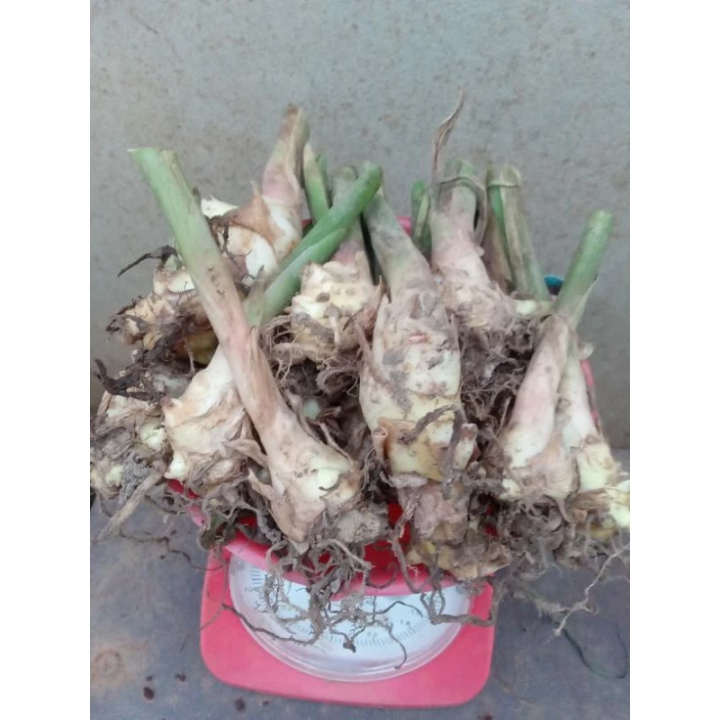 หน่อไพลสดพร้อมปลูกติดเลยจำนวน20-50หน่อ