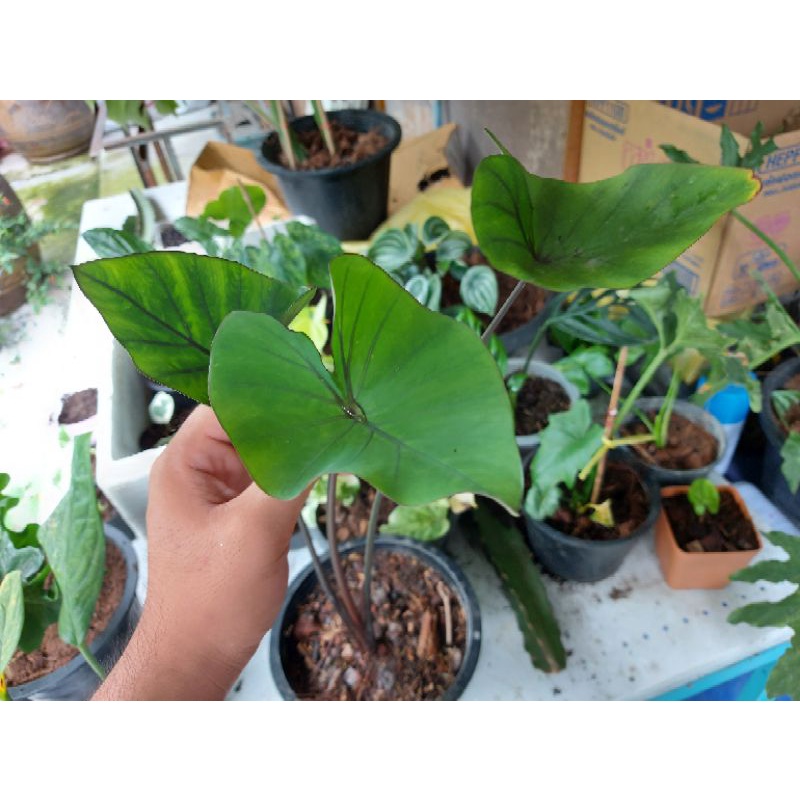 colocasia coffee cup