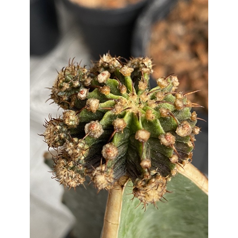 🌵lb2178แท้ 13พู❗️ลูก lb คริส🌵ให้หน่อแล้วรอบต้น 🌵ตุ่มดอกมาแล้วรอบต้น 🌵