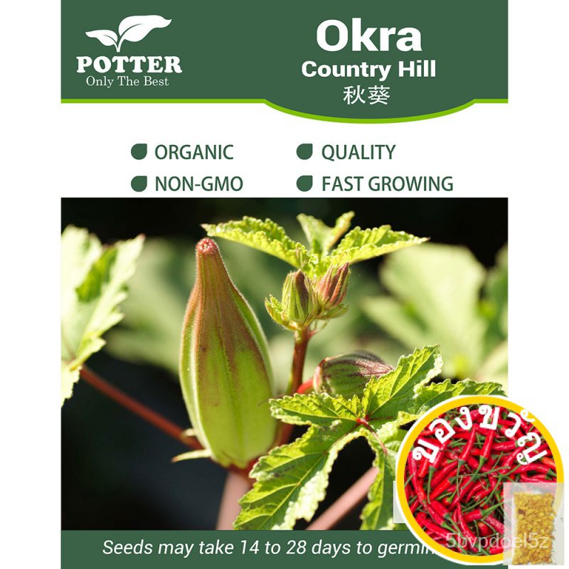 Potter - Okra Country Hill seeds, 10 seeds [Local Seller Fast Delivery]เมล็ดพืช/สวน/แม่และเด็ก/ทานตะ
