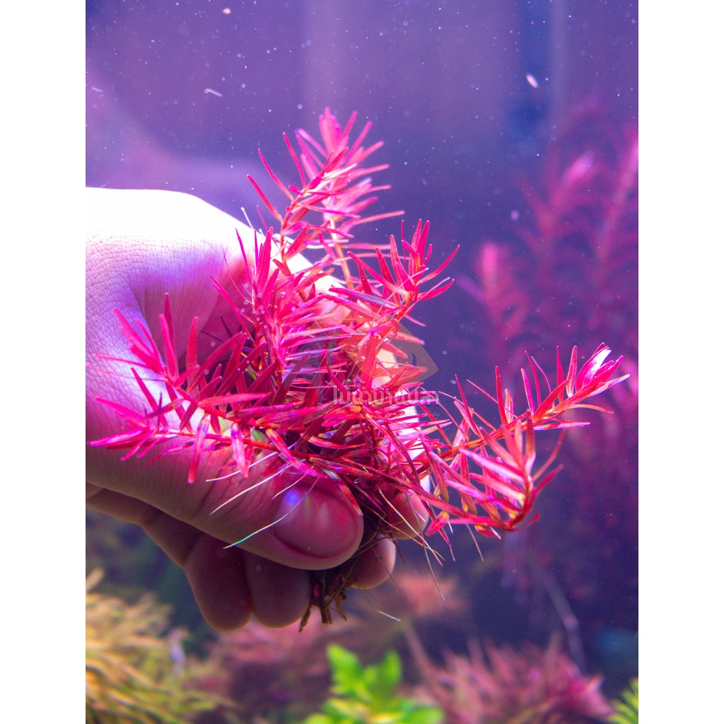 Aquarium Needs 100 บาท ต้นไม้น้ำ โรทาล่าแดงเวียดนาม Rotala vietnam h’ra Pets