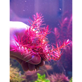 ต้นไม้น้ำ โรทาล่าแดงเวียดนาม Rotala vietnam hra