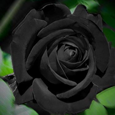 กุหลาบ ดอกสีดำ Black Rose Seeds ดอกใหญ่ 20 เมล็ด