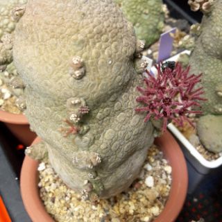 Cake Cactus Farm ไม้อวบน้ำ Pseudolithos migiurtinus vs. cubiformis คางคกกลมผสมเหลี่ยม ลายยับๆ