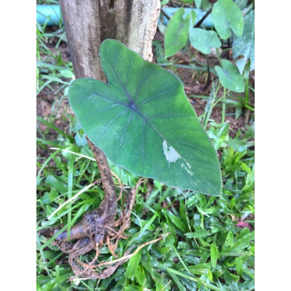 🌱 Colocasia Emerald Mist 🌟 หมอกมรกตด่าง 💖