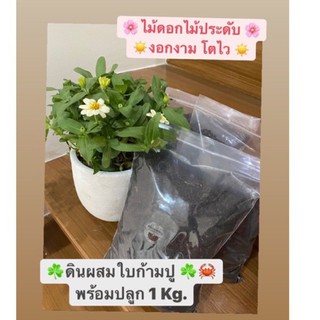 🦀 ดิน Premium 🦀☘️ดินใบก้ามปู ดินพรีเมี่ยม ☘️🦀ดินผสมพร้อมปลูก 1kg ดินอินทรียวัตถุ งอกงาม