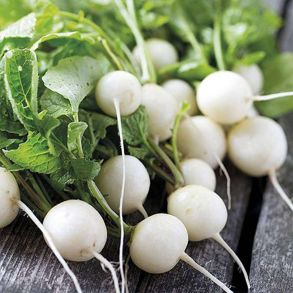 หัวไชเท้า ปิงปอง ถูกที่สุด10บ. เมล็ดพันธุ์หัวไชเท้าปิงปอง 30 เมล็ด งอกง่าย โตไว รสหวาน