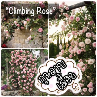 🌟ชุดพร้อมปลูก🌟เมล็ดพันธุ์”กุหลาบเลื้อย”💗(Climbing Rose)