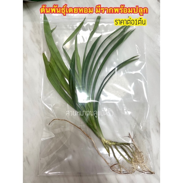 ต้นเตยหอม พันธุ์เตยหอม ใบเตย พันธ์ุเตยทำขนม พันธ์ุดีรากเยอะ สวนแปดริ้วซื้อ10ต้นแถม1