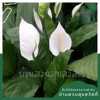 เดหลี ฟอร์มกอ กอใหญ่มาก มาในกระถางพร้อมตั้ง