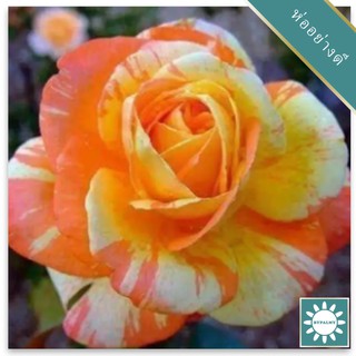 30 เมล็ด เมล็ดพันธุ์ กุหลาบ สตาร์แอนด์สไตร้พส์ Stripes Rose Seeds สี ส้ม-ขาว