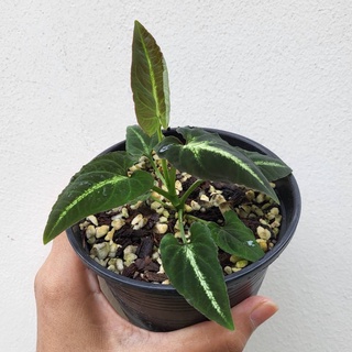 Syngonium Rayii รายี ไม้ตระกูลเงินไหลมา ไม้ด่างหายาก ไม้แรร์ ไม้สะสม ไม้ฟอกอากาศ